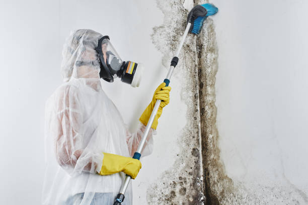 Mold Odor Removal Services in Pittston, PA